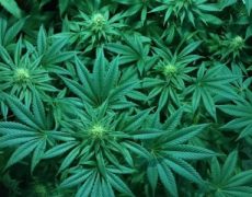 Knowing Medical Marijuana Card and its Benefits