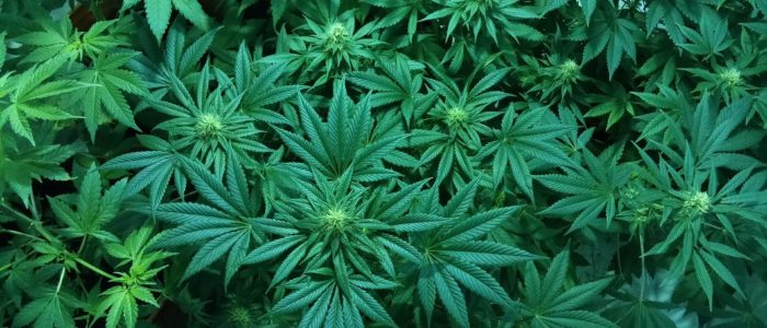 Knowing Medical Marijuana Card and its Benefits