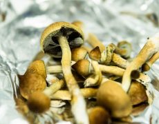 Where Can You Buy Magic Mushrooms Legally?
